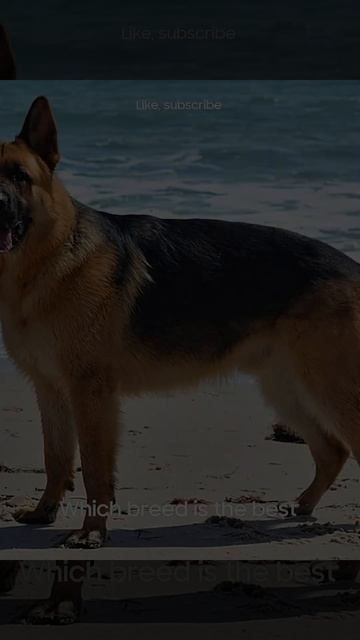 which breed is the best (2) смотреть онлайн