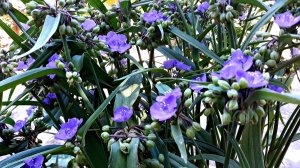 Традесканция садовая многолетняя.