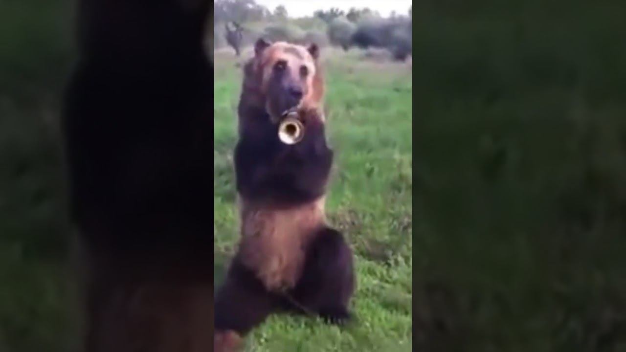 even a bear can play the trumpet смотреть онлайн