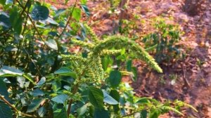 Truyện ngôn tình Việt Nam: CÔ VỢ BÍ MẬT của chú bác sĩ Tập 1