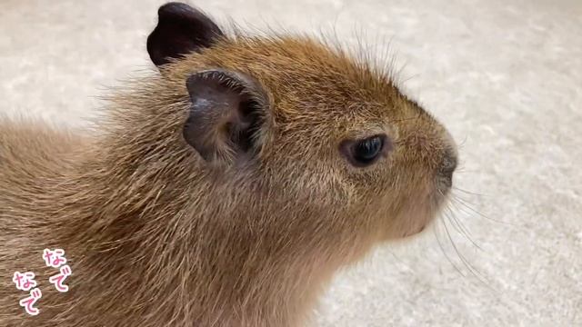 おしゃれな仔カピバラ「今日は黒いブーツを履いたみました♪」