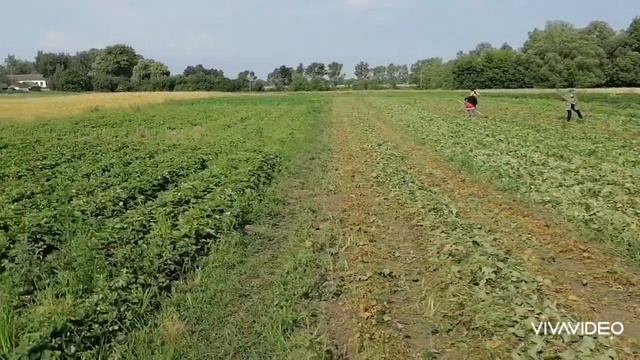 Уход за клубникой после сбора урожая. 22.06.2023 смотреть онлайн