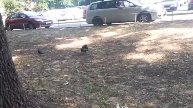 Голубь думает что он повлин. смотреть онлайн