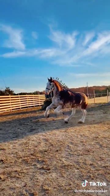 Gorgeous Shire 😍 смотреть онлайн