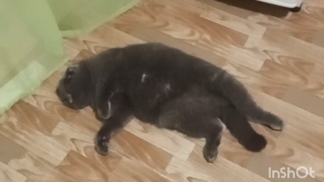 Прикольно. Кот Пончик 😁 Cool. Cat Donut смотреть онлайн