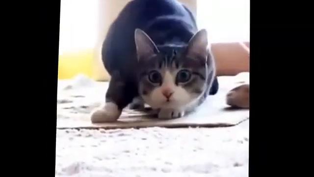 Кот танцует под музыку , trap cat смотреть онлайн