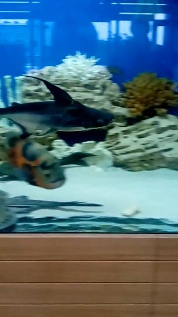 красивый аквариум смотреть онлайн