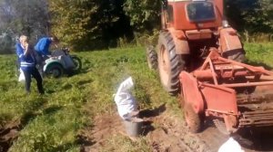 Трактор Т-40 с картофелекопалкой