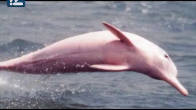 Розовый окрас смотреть онлайн