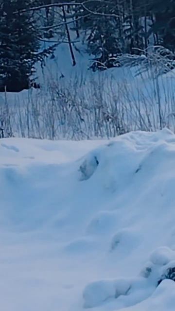 хитрый лис смотреть онлайн