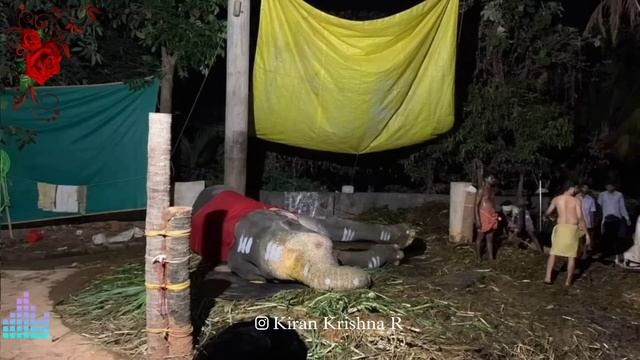 അയ്യപ്പൻ ചരിഞ്ഞതോ അതോ?Mangakalamkunnu Ayyappan Death News смотреть онлайн