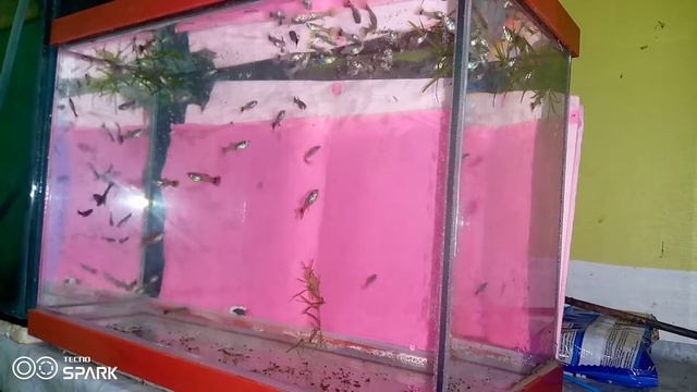 rdss update all female guppies смотреть онлайн