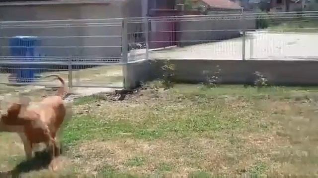 Dogue de Bordeaux Jasmin смотреть онлайн