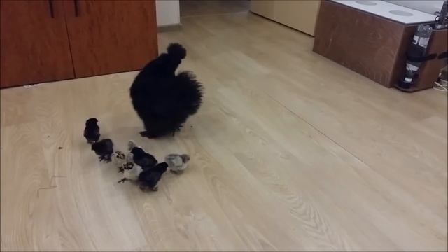 курочка с цыплятами / Chinese Silky Chickens