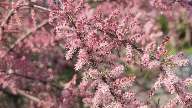 19.04  КРАСНОДАР В СЕРЕДИНЕ АПРЕЛЯ