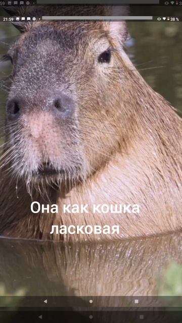 Милейшее создание - КАПИБАРА смотреть онлайн