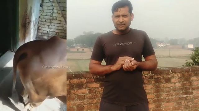 गर्भवती गाय बछड़े को जन्म देगी या बछड़ी को|pregnant cow🐄|garbhvati gaay bachhadi bachhada janm degi смотреть онлайн