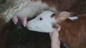 Как спасти глупого теленка?