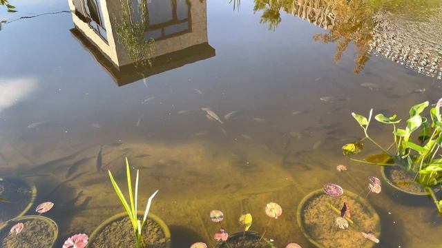 И тут я понял, что рыбы в пруду многовато смотреть онлайн