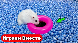 Лабиринт для Хомяка 🐹 Побег Умного Хомяка из водного лабиринта 💦 Видео для детей