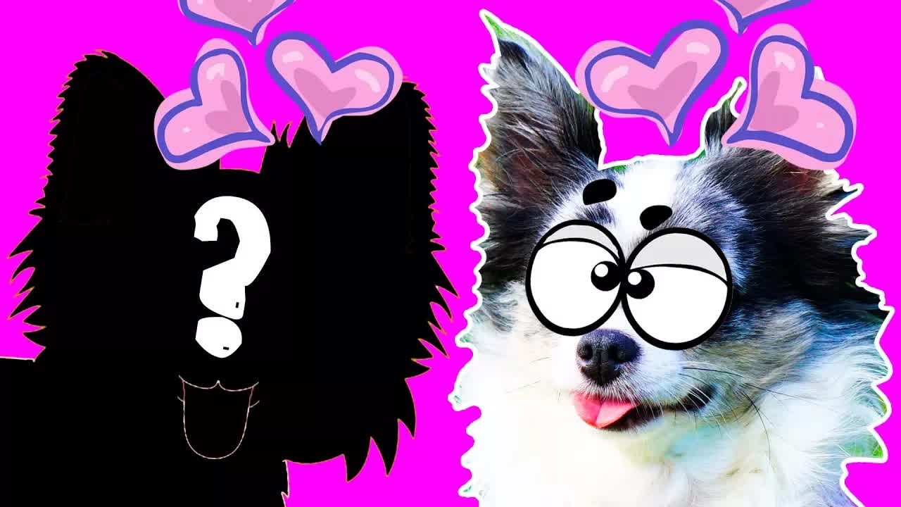 СОФИ НЕ ОДНА?! В СЕМЬЕ ПОЯВИЛСЯ НОВЫЙ КАНДИДАТ 💘🐾 смотреть онлайн
