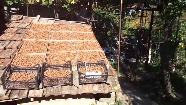 Урожай фундука в засуху 2018г. смотреть онлайн