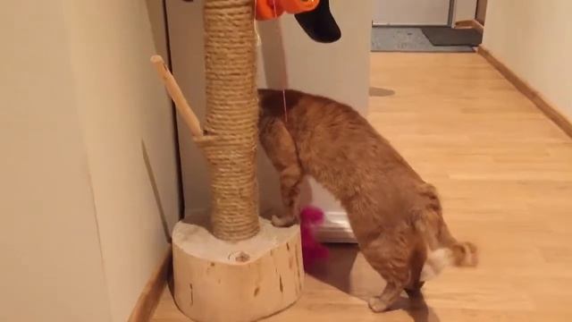 Кот, который не умеет пользоваться когтями смотреть онлайн