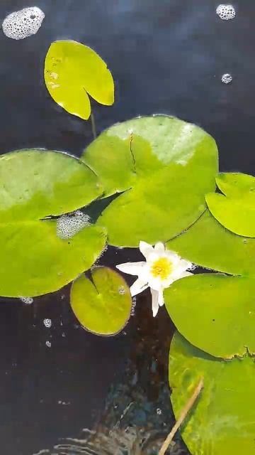 домик у озера🦢