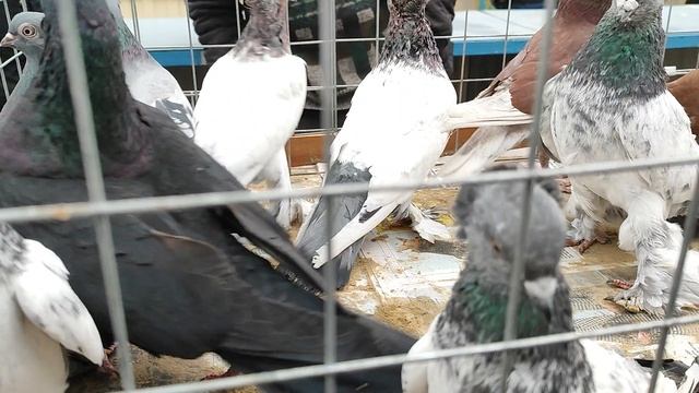 19.04.2025г Садовод Рынок ч. 2 👍 смотреть онлайн