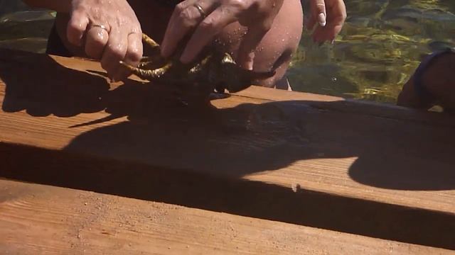 ДИКОВИННАЯ РАКОВИНА В КРАСНОМ МОРЕ смотреть онлайн