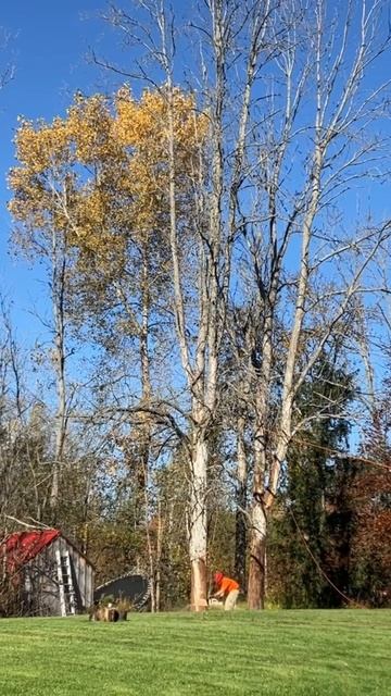 Dead ash felling cut смотреть онлайн