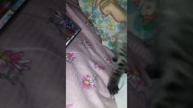 Мой кошачий рай финек жулер😅😅😅😆😊!! смотреть онлайн