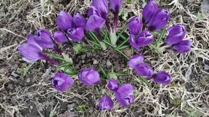 Крокусы под дождем