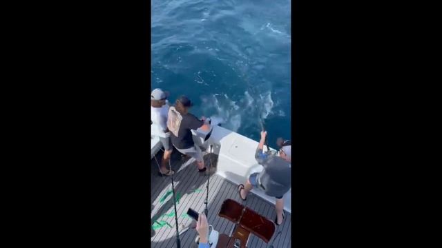 First White Marlin of 2022 - Ocean City, MD - $17,000 Fish!! смотреть онлайн