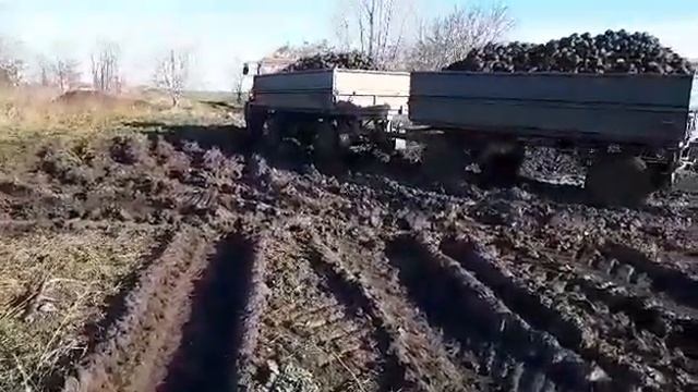 Belarus 1025.3 Cukor répa hordás смотреть онлайн