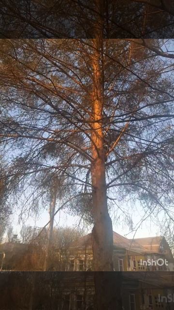 Пение птиц.mp4 смотреть онлайн