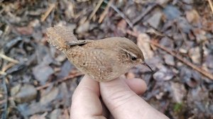 Ловля птиц (за дроздами)