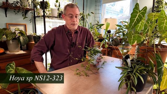 5 HOYAS I'M LOVING THIS WEEK - Hoya Dennisii 'Frida', Hoya NS12-323, Hoya Spartioides, Hoya Lacunos