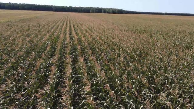 Кукуруза гибридов KAZSEEDS смотреть онлайн