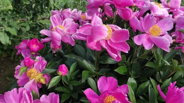 Очей очарование, это про пионы смотреть онлайн