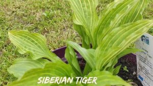 Хоста Siberian Tiger... весна.. знакомство с сортом #hosta #хоста #сорта #коллекция #SiberianTiger