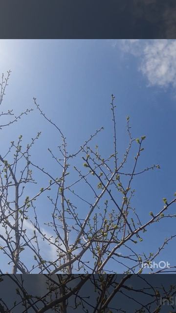 Первая зелень, конец апреля, солнечная погода и прекрасная музыка.mp4 смотреть онлайн