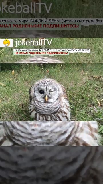 СОВА СИДИТ С ОДНИМ ОТКРЫТЫМ ГЛАЗОМ / jokeballtv / #shorts смотреть онлайн