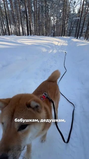 У них нет выбора💔#животные #бездомные #собаки #кошки смотреть онлайн