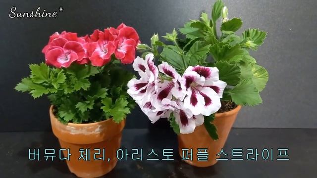 2022,3월제라늄 Pelargoniums In March