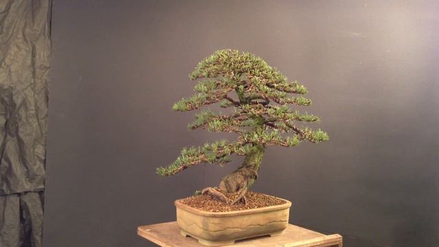Pinus mugo 2004 - after restyling 2013 смотреть онлайн