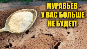 КАК ИЗБАВИТЬСЯ ОТ МУРАВЬЕВ НА ОГОРОДЕ НАВСЕГДА