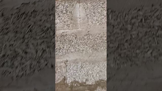 Арболит через 3 года