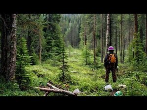 ДЕЛАЕМ ДЕНЬГИ НА ЧАГЕ. ДЕРЕВЕНСКИЙ ЗАРАБОТОК.