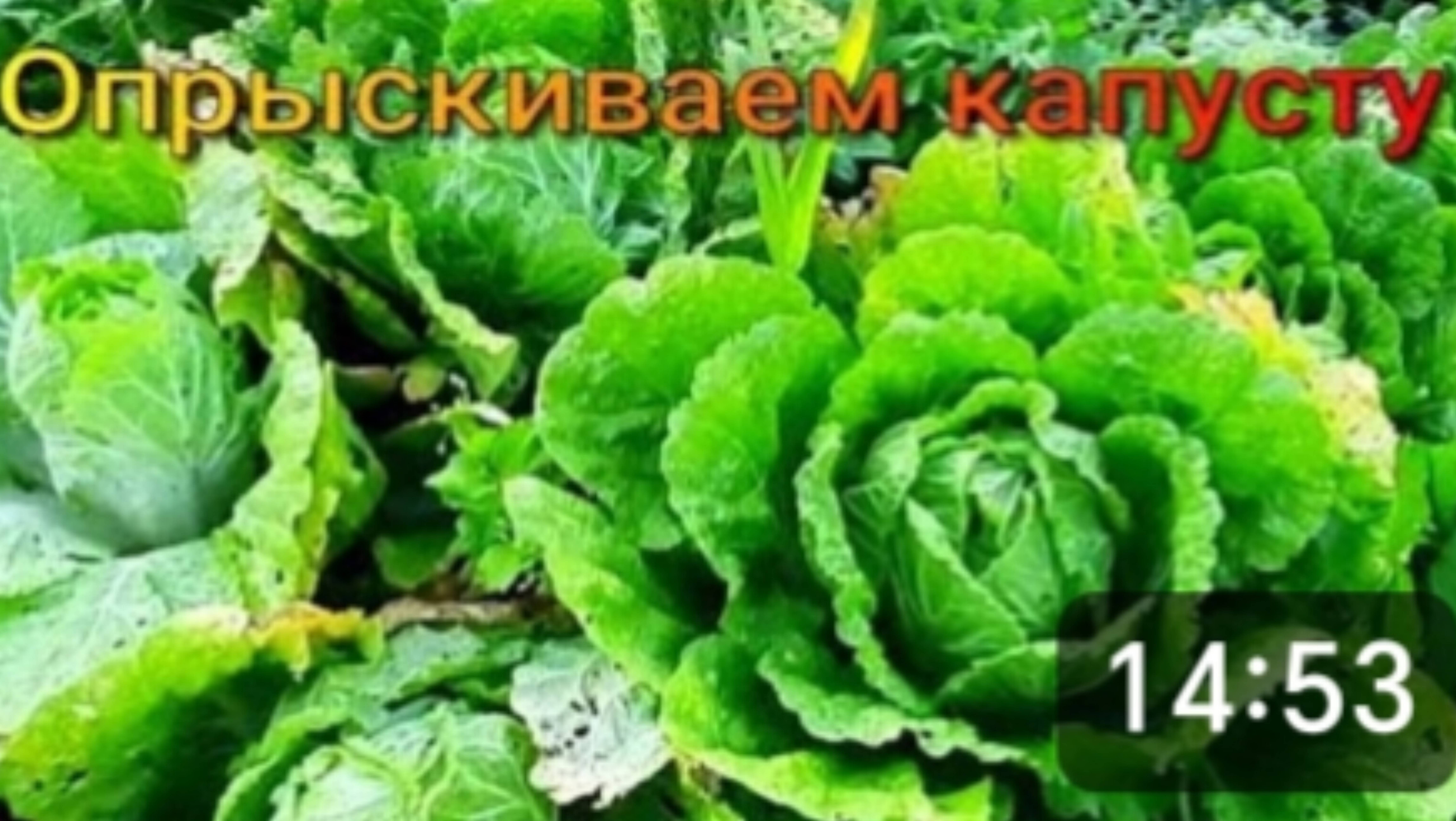Деревня. Хвалюсь раритетом. Выкопали чеснок.Опрыскиваем капусту от вредителей. Урожай выходного дня смотреть онлайн